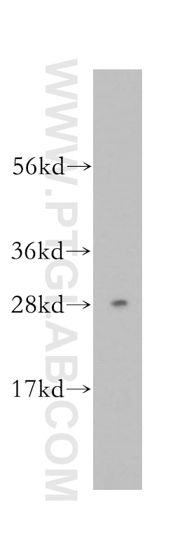 WB analysis of HepG2 using 13853-1-AP