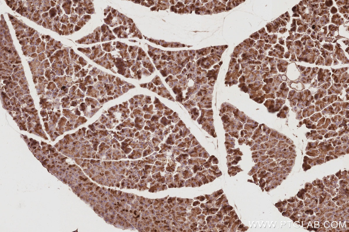 Immunohistochemistry (IHC) staining of mouse pancreas tissue using DNAJC5 Polyclonal antibody (32204-1-AP)