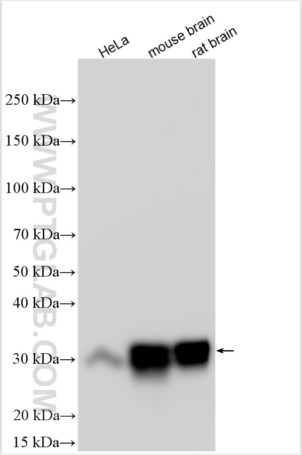 Western Blot (WB) analysis of various lysates using DNAJC5 Polyclonal antibody (32204-1-AP)