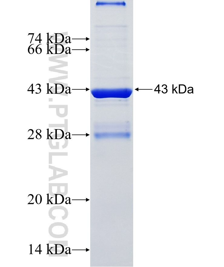 DNAJC5 fusion protein Ag35443 SDS-PAGE