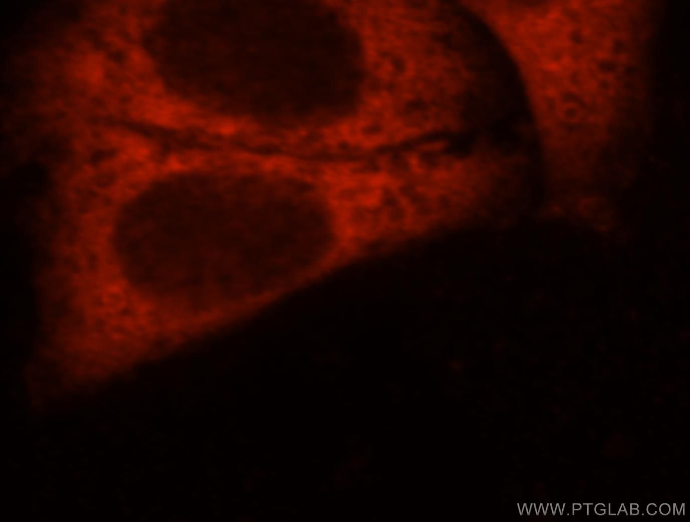 Immunofluorescence (IF) / fluorescent staining of HepG2 cells using DNAJC5B Polyclonal antibody (17364-1-AP)