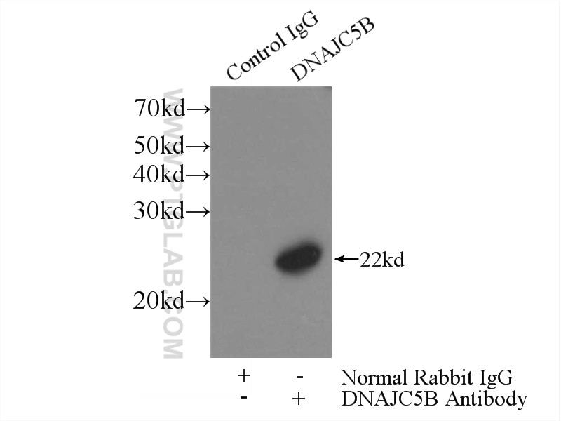 Immunoprecipitation (IP) experiment of mouse testis tissue using DNAJC5B Polyclonal antibody (17364-1-AP)