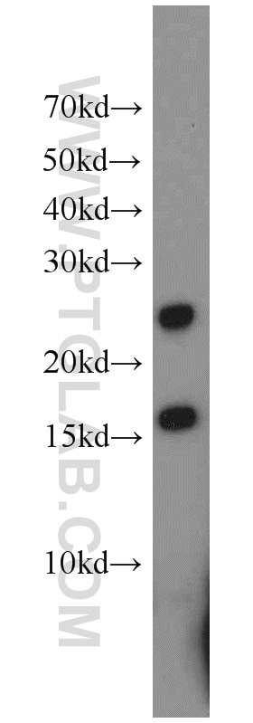 Western Blot (WB) analysis of mouse testis tissue using DNAJC5B Polyclonal antibody (17364-1-AP)