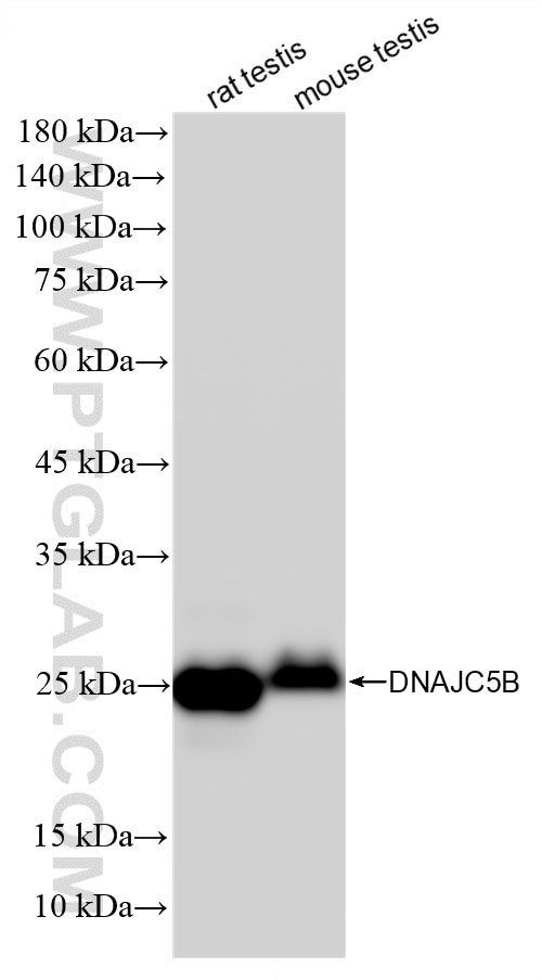 Various lysates were subjected to SDS PAGE followed by western blot with 86975-4-RR (DNAJC5B antibody) at dilution of 1:5000 incubated at room temperature for 1.5 hours. Western Blot (WB) analysis of various lysates using DNAJC5B Recombinant monoclonal antibody (86975-4-RR)