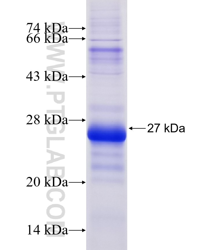 DNAJC5B fusion protein Ag10744 SDS-PAGE