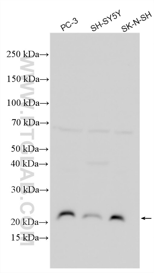 Western Blot (WB) analysis of various lysates using DNAJC5G Polyclonal antibody (27373-1-AP)