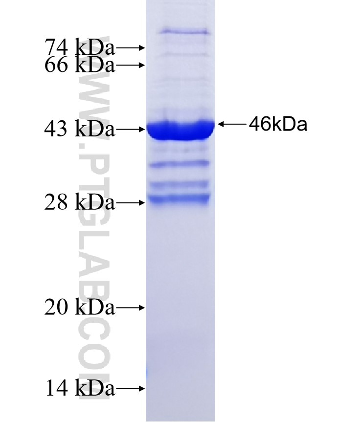 DNAJC5G fusion protein Ag11748 SDS-PAGE