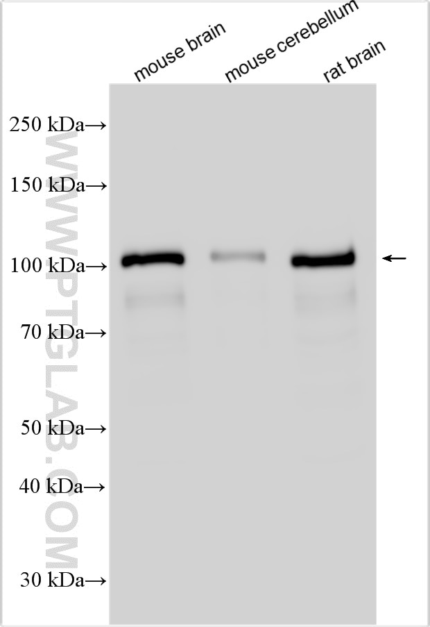 Western Blot (WB) analysis of various lysates using DNAJC6/AUXILIN Polyclonal antibody (21941-1-AP)