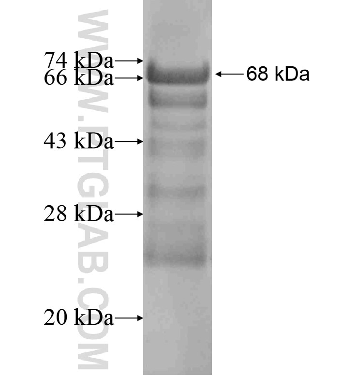 DNAJC6 fusion protein Ag16612 SDS-PAGE