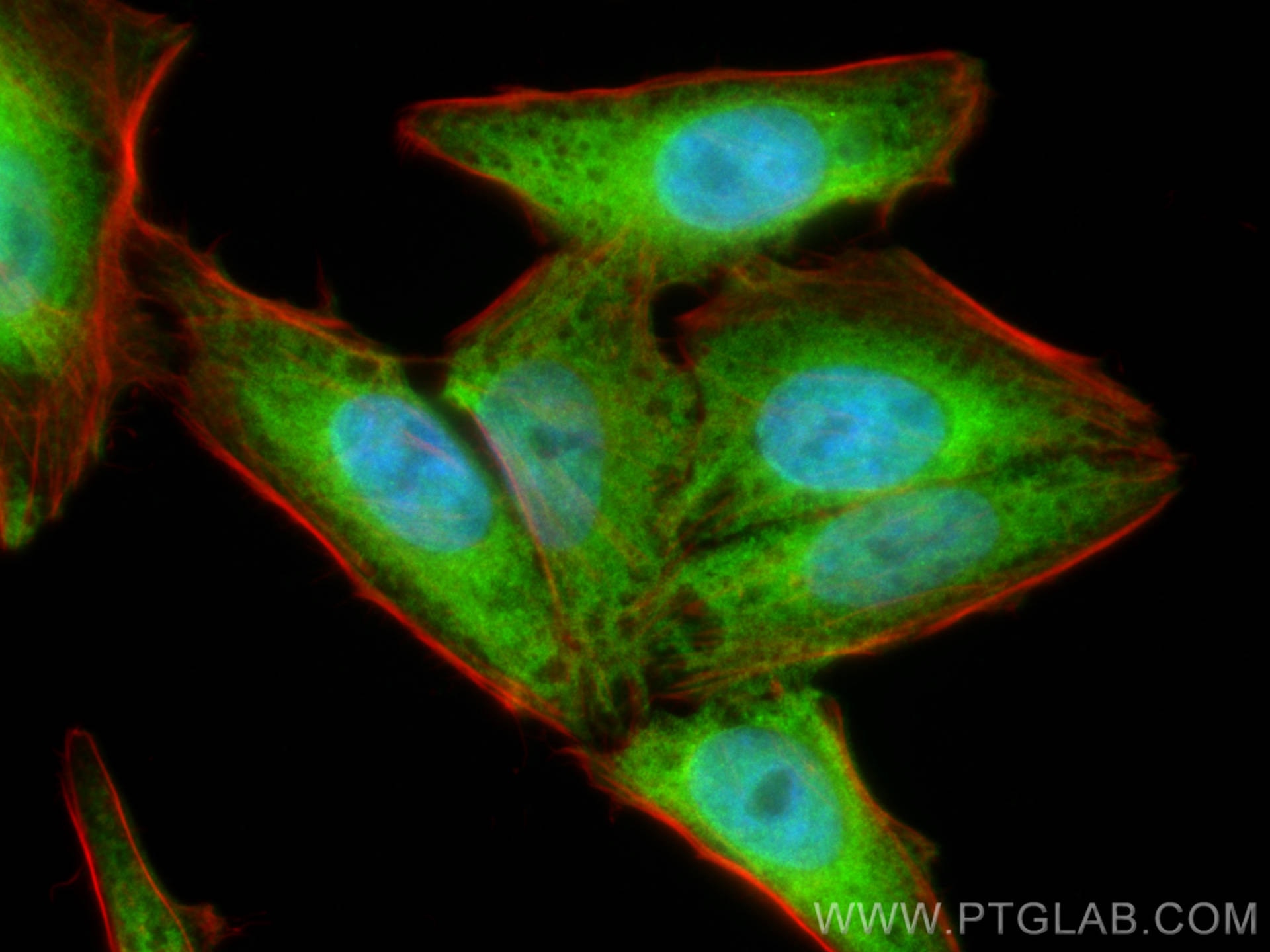 Immunofluorescence (IF) / fluorescent staining of HepG2 cells using DNAJC7 Polyclonal antibody (11090-1-AP)