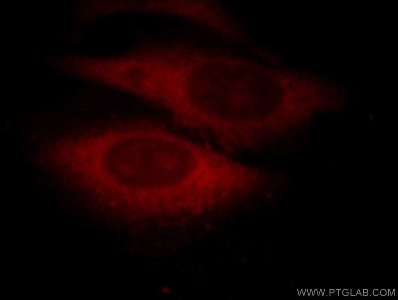 Immunofluorescence (IF) / fluorescent staining of HepG2 cells using DNAJC7 Polyclonal antibody (11090-1-AP)