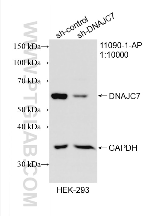 Western Blot (WB) analysis of HEK-293 cells using DNAJC7 Polyclonal antibody (11090-1-AP)
