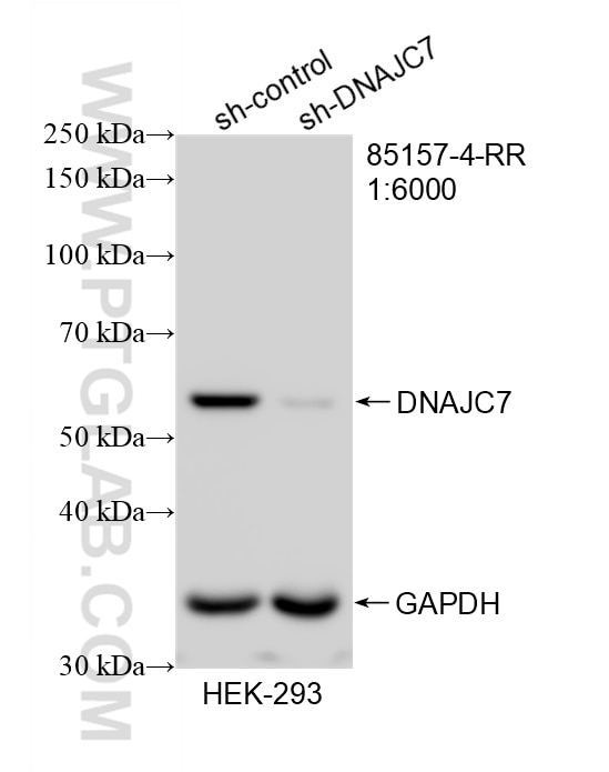 Western Blot (WB) analysis of HEK-293 cells using DNAJC7 Recombinant monoclonal antibody (85157-4-RR)