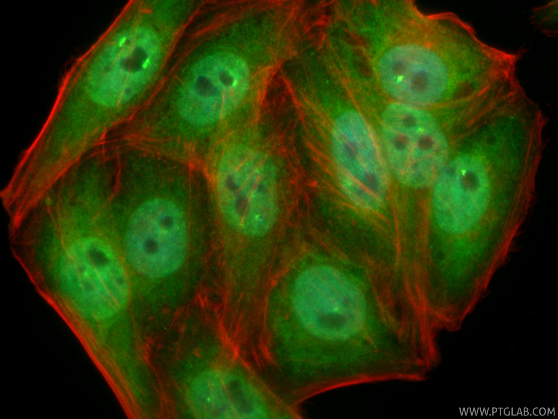 Immunofluorescence (IF) / fluorescent staining of HepG2 cells using CoraLite® Plus 488-conjugated DNAJC7 Recombinant m (CL488-85157-4)
