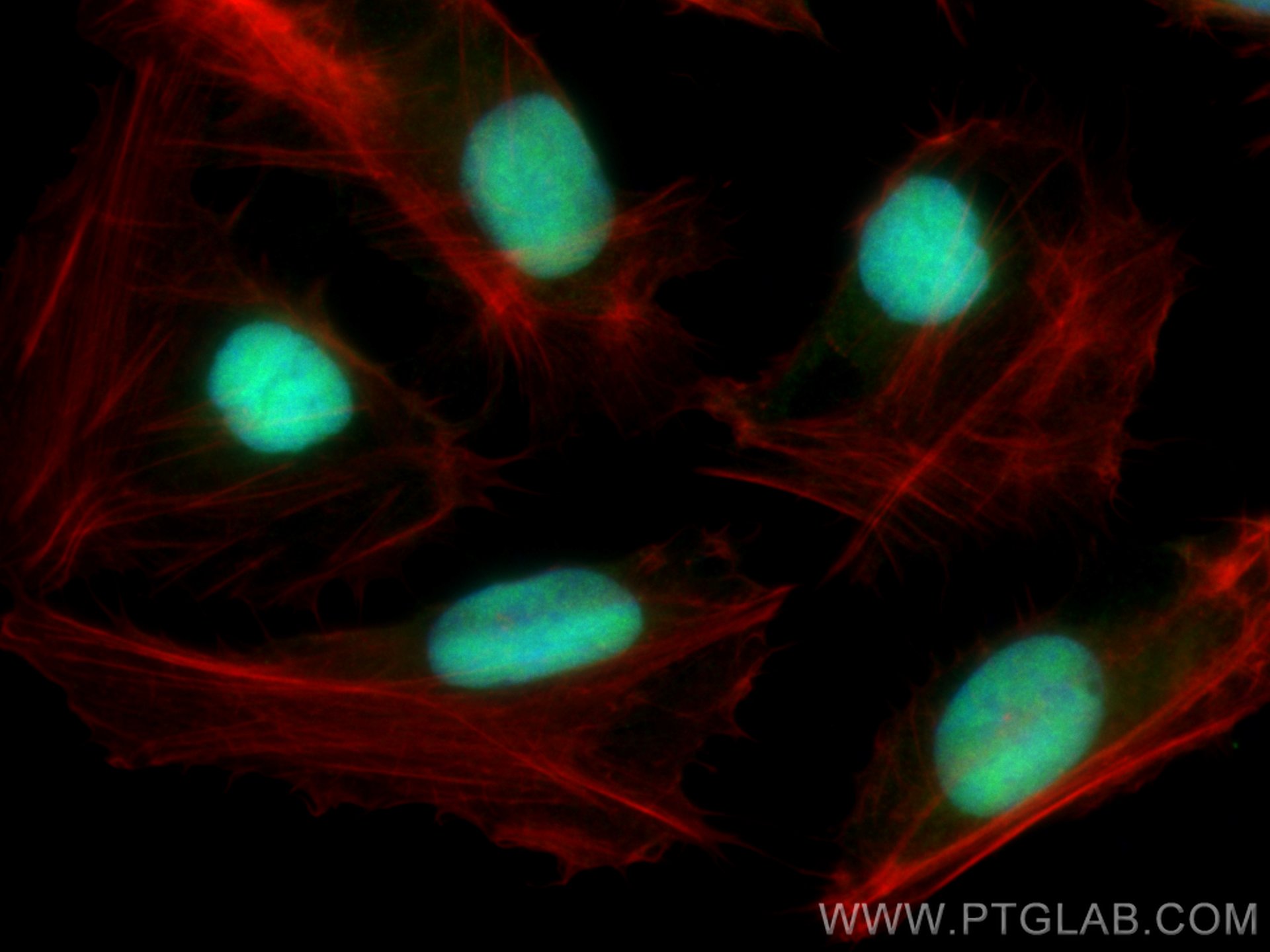 Immunofluorescence (IF) / fluorescent staining of U2OS cells using DNAJC9 Polyclonal antibody (25444-1-AP)