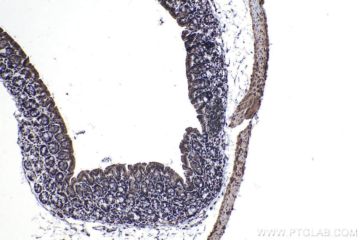 Immunohistochemistry (IHC) staining of mouse colon tissue using DNAJC9 Polyclonal antibody (25444-1-AP)