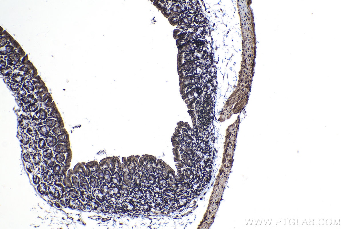 IHC staining of mouse colon using 25444-1-AP