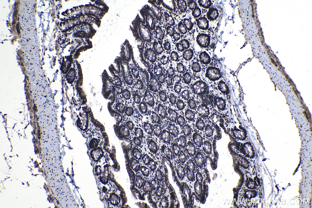 IHC staining of rat colon using 25444-1-AP