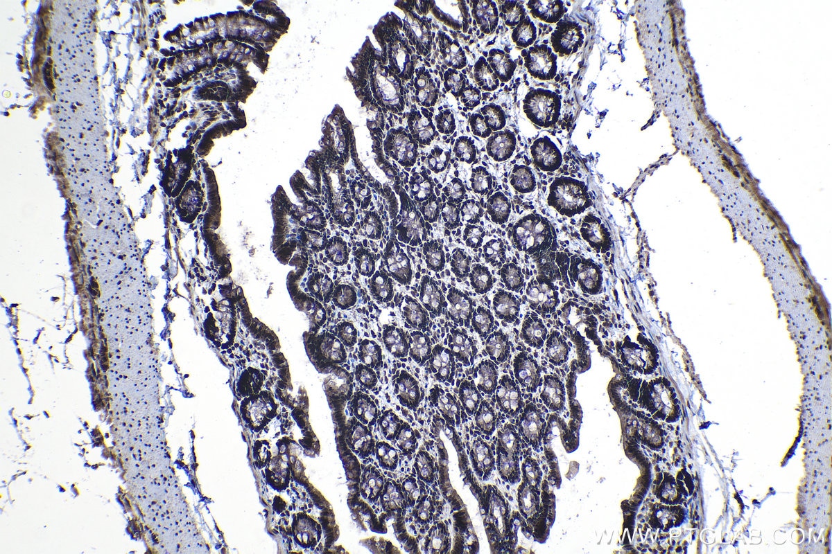 Immunohistochemistry (IHC) staining of rat colon tissue using DNAJC9 Polyclonal antibody (25444-1-AP)