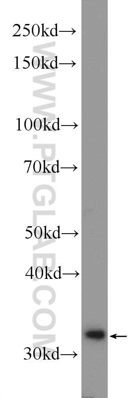 Western Blot (WB) analysis of SH-SY5Y cells using DNAJC9 Polyclonal antibody (25444-1-AP)