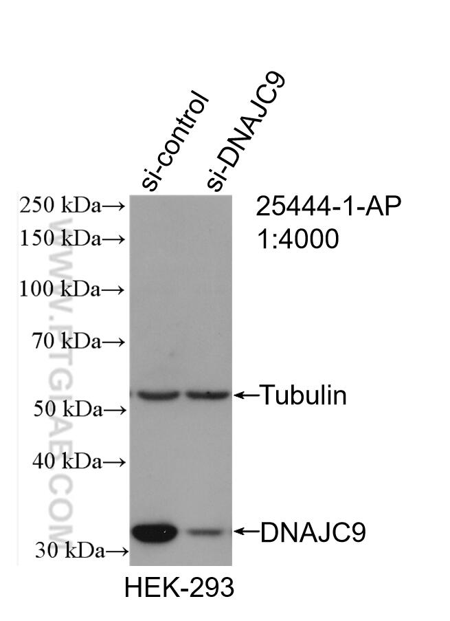 Western Blot (WB) analysis of HEK-293 cells using DNAJC9 Polyclonal antibody (25444-1-AP)