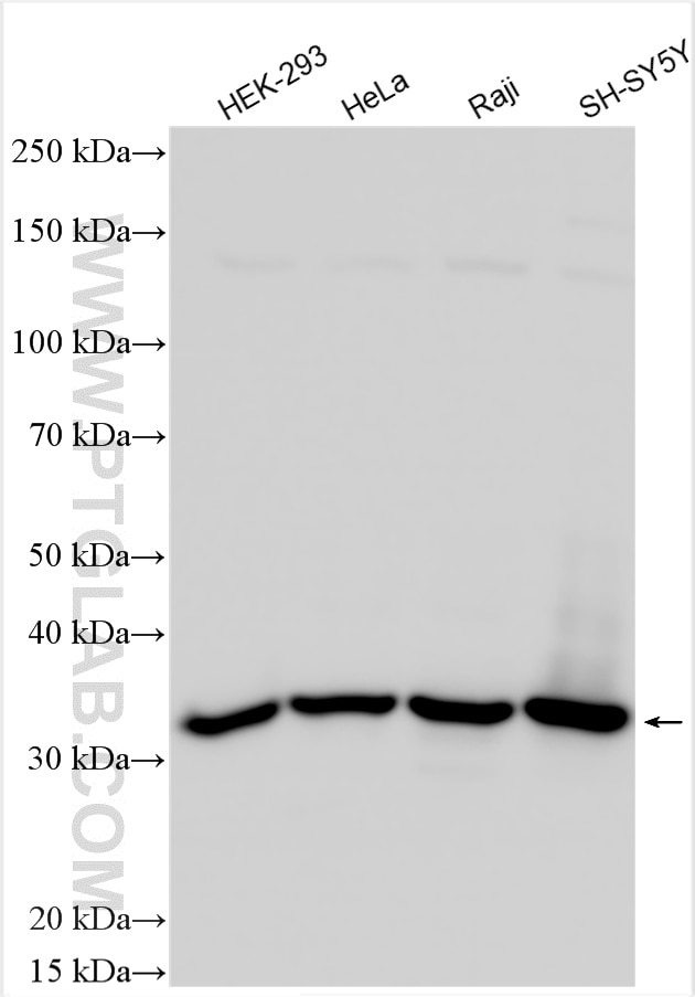 Western Blot (WB) analysis of various lysates using DNAJC9 Polyclonal antibody (25444-1-AP)