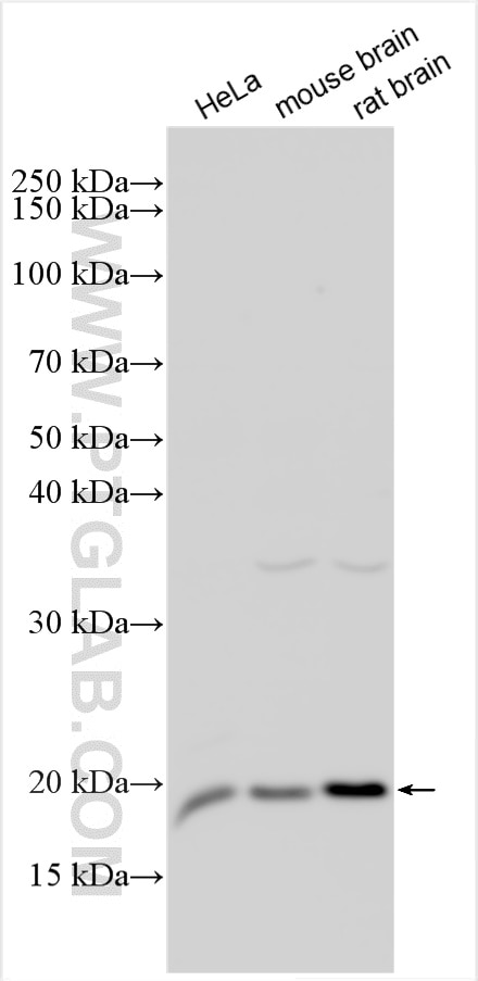 Western Blot (WB) analysis of various lysates using DNAL1 Polyclonal antibody (15809-1-AP)