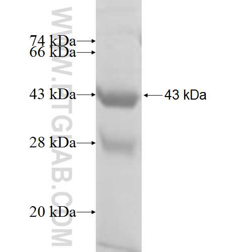 DNAL1 fusion protein Ag8545 SDS-PAGE