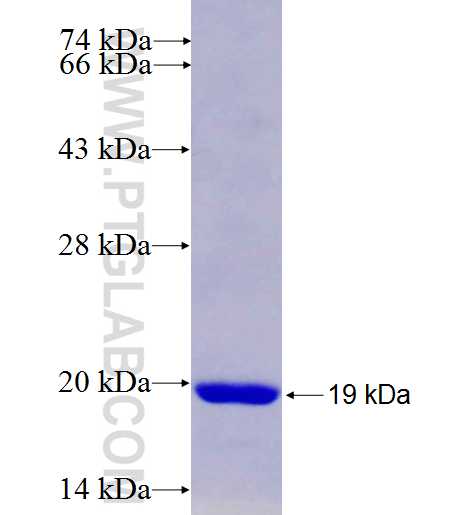 DNAL1 fusion protein Ag8657 SDS-PAGE