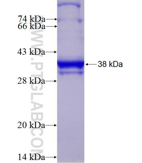 DNAL4 fusion protein Ag0587 SDS-PAGE