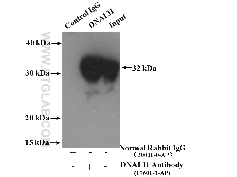 Immunoprecipitation (IP) experiment of mouse testis tissue using DNALI1 Polyclonal antibody (17601-1-AP)