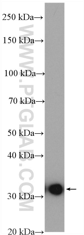 Western Blot (WB) analysis of mouse testis tissue using DNALI1 Polyclonal antibody (17601-1-AP)