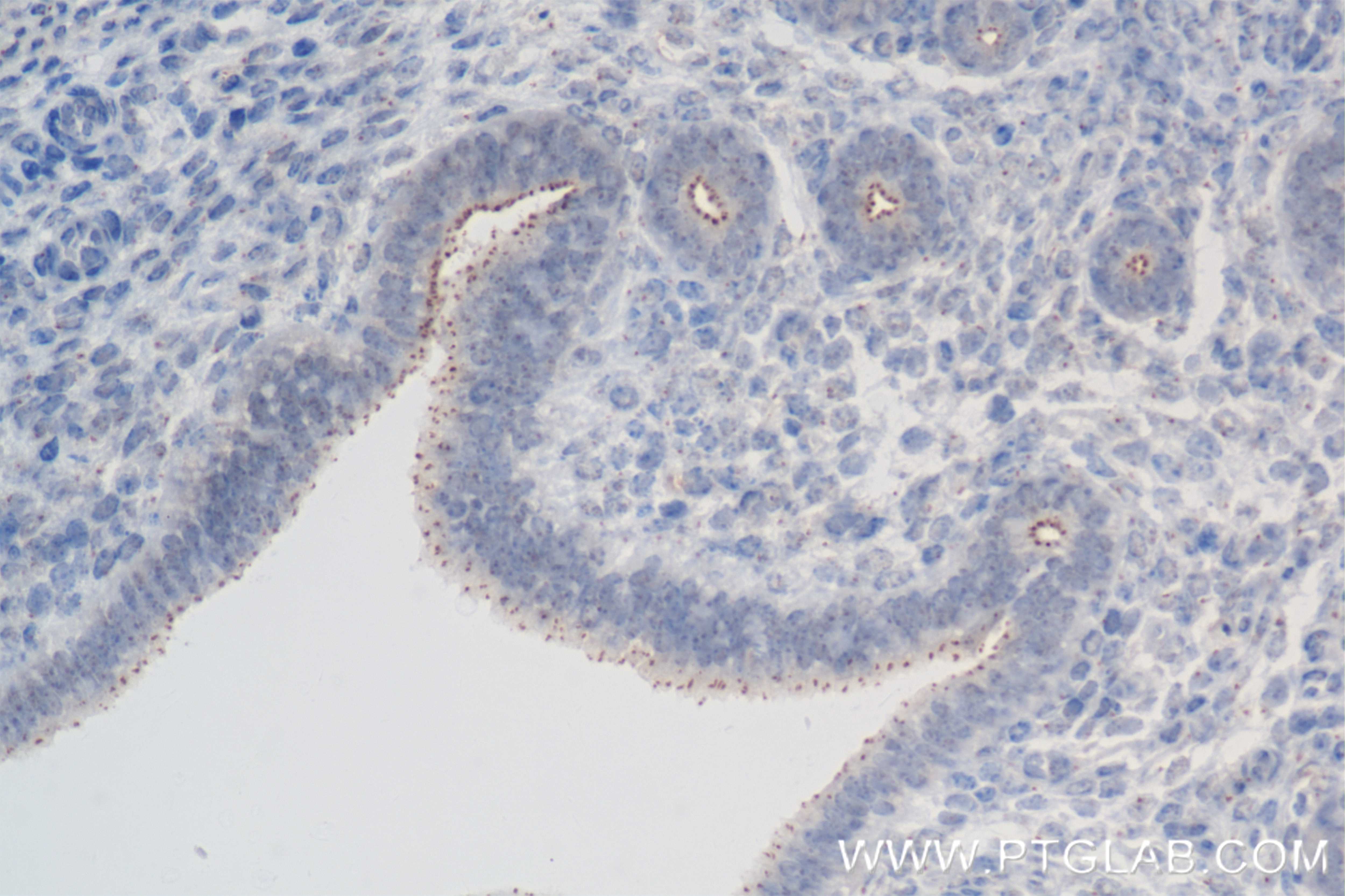 Immunohistochemistry (IHC) staining of mouse fallopian tube tissue using DNALI1 Recombinant antibody (85734-1-RR)