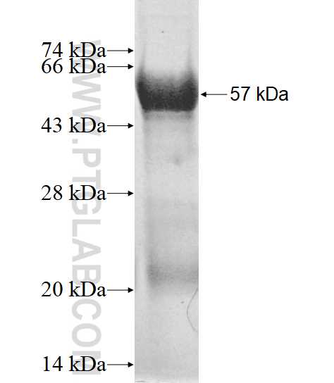 DNALI1 fusion protein Ag11652 SDS-PAGE