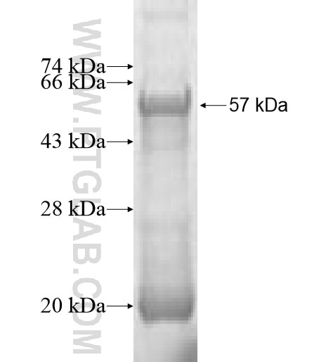 DNASE1 fusion protein Ag10117 SDS-PAGE