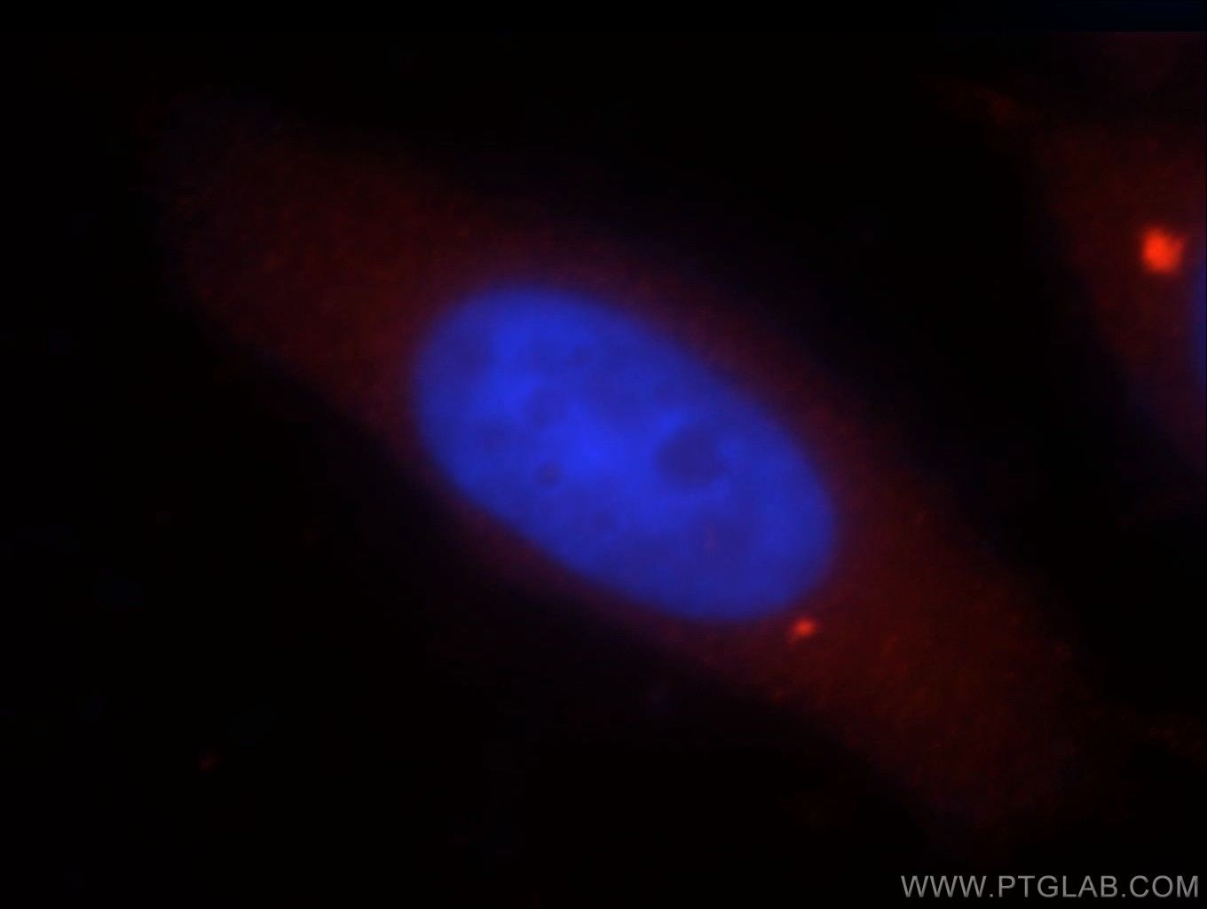 Immunofluorescence (IF) / fluorescent staining of MCF-7 cells using DNASE1L1 Polyclonal antibody (13653-1-AP)