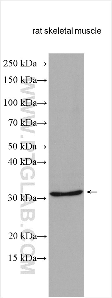 Western Blot (WB) analysis of rat skeletal muscle tissue using DNASE1L1 Polyclonal antibody (13653-1-AP)