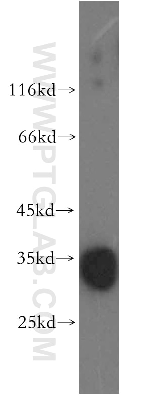 Western Blot (WB) analysis of mouse skeletal muscle tissue using DNASE1L1 Polyclonal antibody (13653-1-AP)