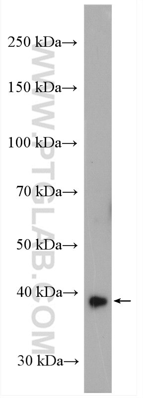 Western Blot (WB) analysis of Raji cells using DNASE1L3 Polyclonal antibody (11330-1-AP)