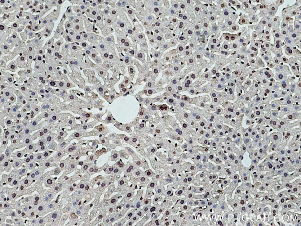 Immunohistochemistry (IHC) staining of mouse liver tissue using DNASE1L3 Monoclonal antibody (67041-1-Ig)