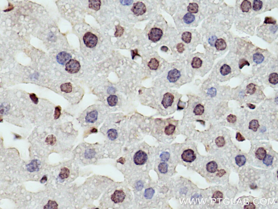 Immunohistochemistry (IHC) staining of mouse liver tissue using DNASE1L3 Monoclonal antibody (67041-1-Ig)