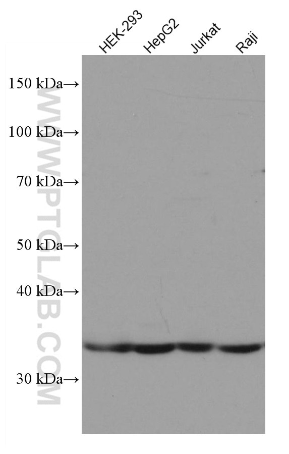 Western Blot (WB) analysis of various lysates using DNASE1L3 Monoclonal antibody (67041-1-Ig)