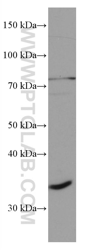 Western Blot (WB) analysis of Daudi cells using DNASE1L3 Monoclonal antibody (67041-1-Ig)