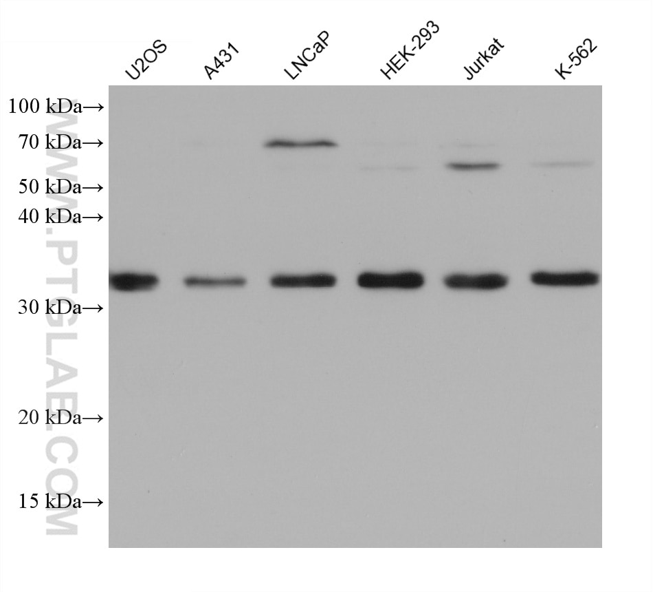 Western Blot (WB) analysis of various lysates using DNASE1L3 Monoclonal antibody (67041-1-Ig)