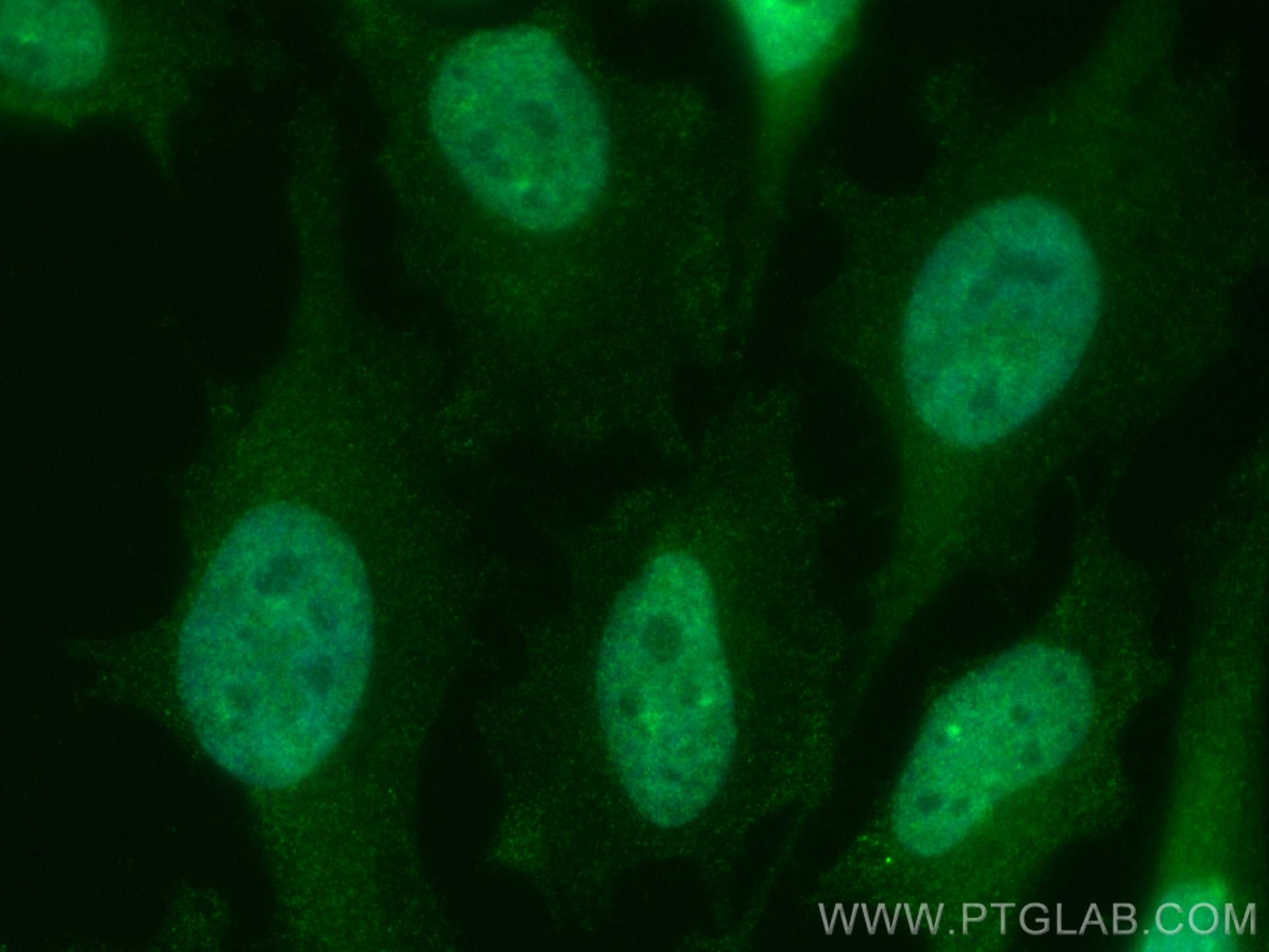 Immunofluorescence (IF) / fluorescent staining of HeLa cells using CoraLite® Plus 488-conjugated DNASE1L3 Monoclonal  (CL488-67041)