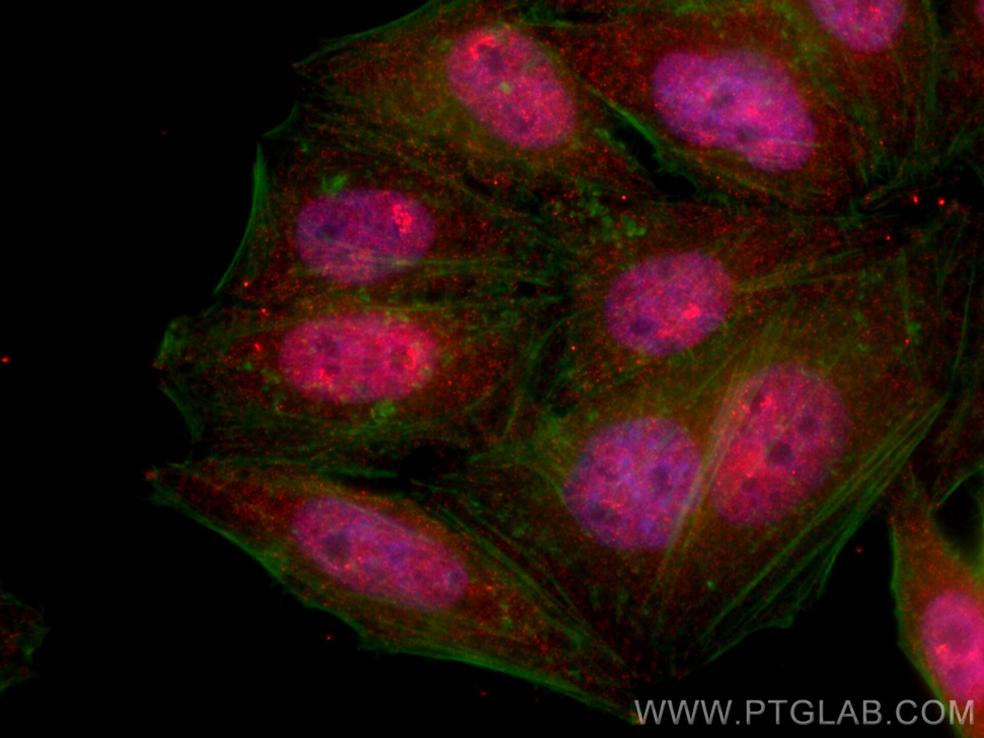 Immunofluorescence (IF) / fluorescent staining of HepG2 cells using CoraLite®594-conjugated DNASE1L3 Monoclonal antibo (CL594-67041)