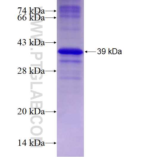 DNASE1L3 fusion protein Ag28187 SDS-PAGE