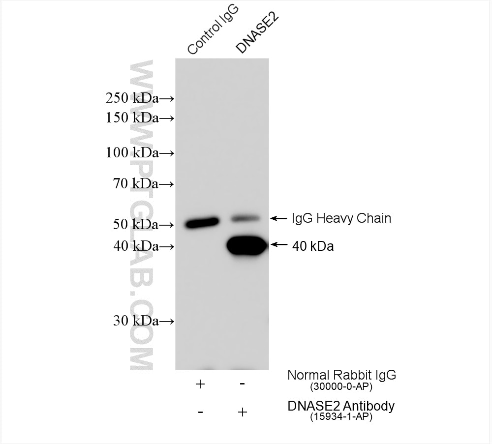 Immunoprecipitation (IP) experiment of U-87 MG cells using DNASE2 Polyclonal antibody (15934-1-AP)