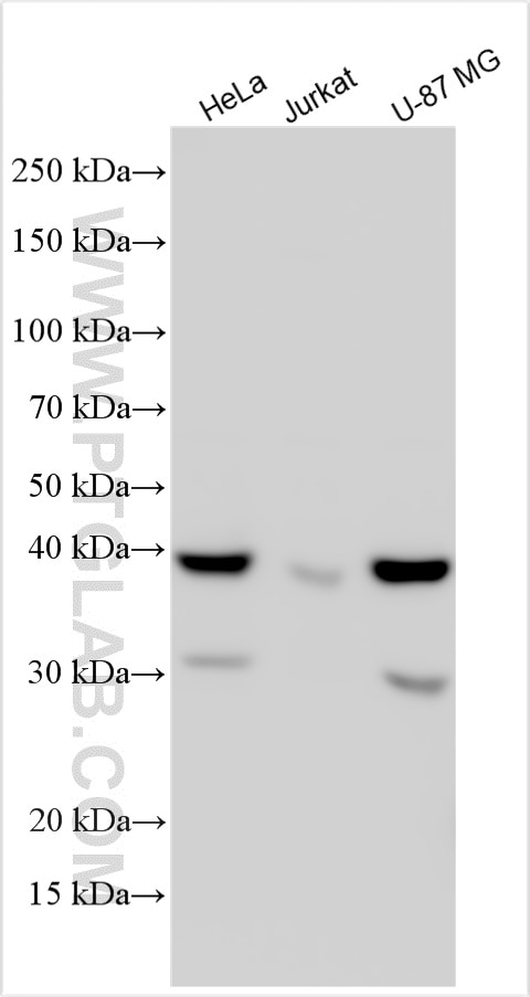 Western Blot (WB) analysis of various lysates using DNASE2 Polyclonal antibody (15934-1-AP)