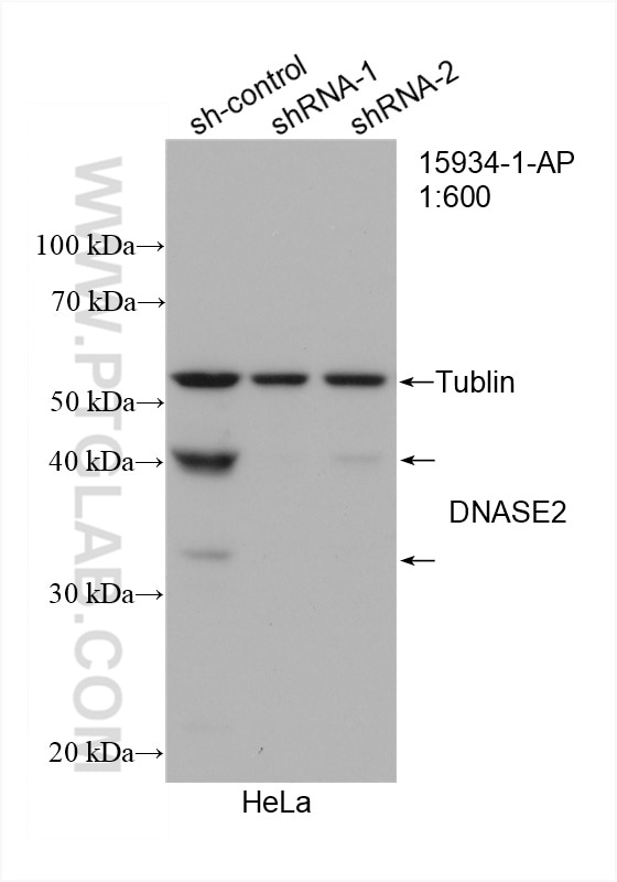 Western Blot (WB) analysis of HeLa cells using DNASE2 Polyclonal antibody (15934-1-AP)
